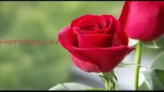 Happy Rose day 2016 - Beautiful & Latest Wishes/Greetings/Whatsapp Video/E-card/Full HD Video 6