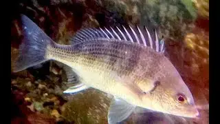 キチヌ　Yellowfin seabream　Acanthopagrus latus