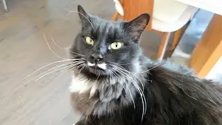My cat says it&rsquo;s cuddle o&rsquo;clock and I must obey