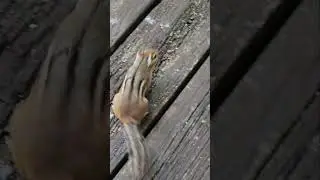Chipmunks play the circle for food game. #shorts