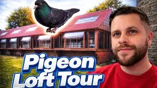 Racing Pigeon Loft Tour 🇬🇧 | Inside My UK Pigeon Loft