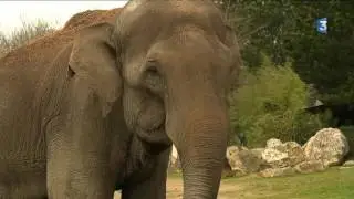 Itin&eacute;raire Bretagne &ndash; Les parcs animaliers &ndash; &Eacute;p. 1/4 : Pont-Scorff