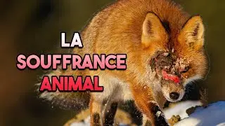 Pourquoi les animaux souffrent-ils ?