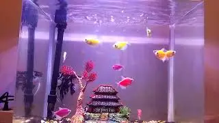 VLOG REVIEW IKAN SWORDTAIL DENGAN WARNA MERAH CERAH