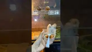 Manfaat gula merah untuk anabul? #gulamerah #hamsters #hamsterlovers