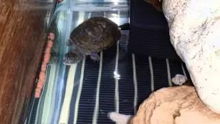 トゥルカナハコヨコクビガメ(Pelusios broadleyi)