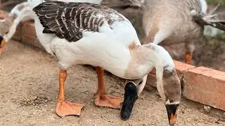 Living with Chickens & Ducks