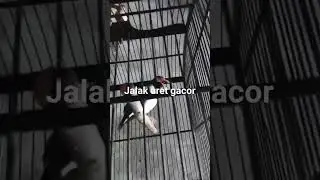 Jalak Uret Ngoce Gacor #shorts