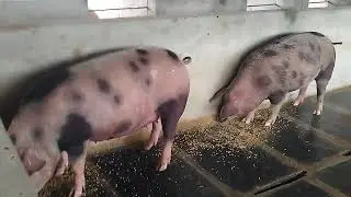 My breeding piges