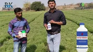 Excellent results of Atoll & Meraki in cumin crop..🌱✨ #verdesian #atoll #meraki #cytopotash #bkagrotech 