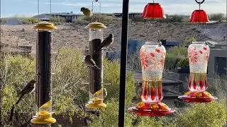 Las Vegas Birds Cam, finches, doves, hummingbirds, hawks, sleep, cat tv.