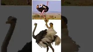 African Camel Bird🐦😳| 🌍 Largest Flightless Bird🤔|