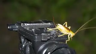 マルモンコロギの機材チェック　Leaf-rolling crickets　奄美大島