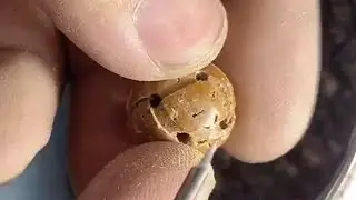 How to carve a beautiful ball with a peach kernel| woodcarving