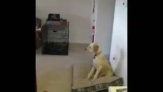 Case howling at the fire siren.