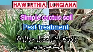 Haworthias longiana repotting and pest treatment/simple cactus soil mix//Grow green 445