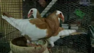 Scandaroon Pigeons part1