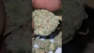 GMO (cookies x chemdawg) cultivated by UpNorth