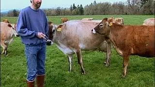 Sustaining a Legacy: The Organic Dairy Farm of the Bansen Family