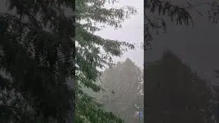 When Thunder Meets the Rainforest?  #asmr #rain #rainsounds #nature