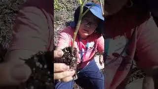 Planting Tomato for Good Root System