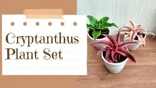 Cryptanthus Plant Set