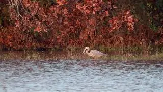A Great Blue Heron Catching a Fish at Charleston Lake