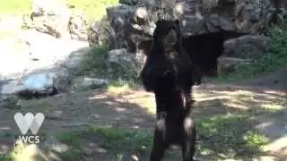 Queens Zoo Andean Bears