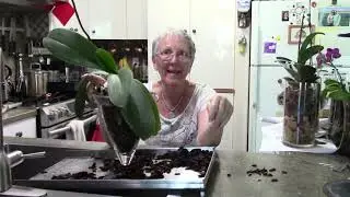 Checking orchids roots on oldest orchid in glass vase