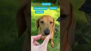 Fast Acting Calming Supplement for Dogs
