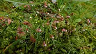 Draba verna (syn. Erophila verna)  spring draba, shadflower, nailwort,   or whitlow-grass