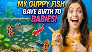 My guppy fish give birth to babies #ternding #aquarium #bettafish #bluebettafish #guppy #guppyfry 