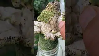 Monstera deliciosa fruit #asmr