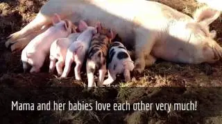 Why Farm Sanctuaries Are The Best