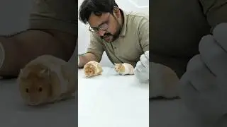 #hamster #rodent #petland #vet #cute #relaxing @DrNoumanBashir1217