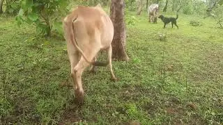 FARM ANIMALS