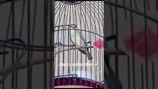 Pleci Dakbal Gacor Buka Ekor #shorts #viral #pleci #dakbal #plecibukaekor