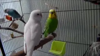 budgies; chirps & flirts