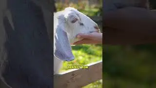 The Goat's Eyes Nature's Widescreen Rectangular View! #goatseyes #animalvision