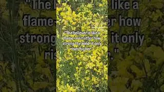 the believer #MuslimGrind#BarakahBusiness#HalalSuccess#ProductiveMuslim#DeenOverDunya