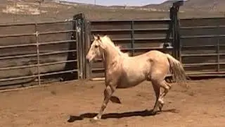 #2103, 8yr old palomino mare, 14h, silver king, NV