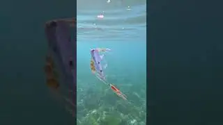 baby oarfish