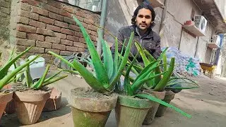 Easiest Way To Propagate Aloe Vera Plant. Grow Aloe Vera Plant At Home 🏡. Kitchen And Garden 