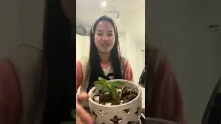 Nilamig na ang orchids nakalimutan ko ipasok sa bahay