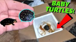 Распаковываем *НОВЫХ* черепашек! - (Пятнистая черепаха)