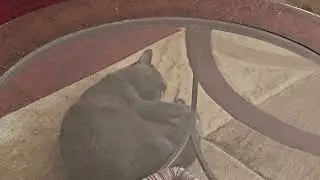 Sheldon acting like a kitten.
