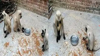 Monkey Funny Videos | Monkey Eating Funny Videos
