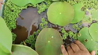 Pink cloud lotus... growing happily in November month... dormancy period for Lotus 