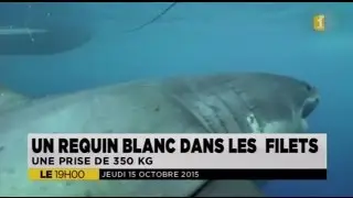 🇷🇪 🦈Un grand #requin blanc de 3,90 m capturé en baie de Saint-Paul - 15/10/2015