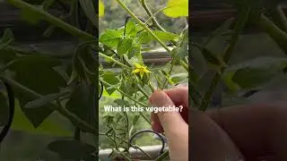 What is this vegetable? Make a guess 😌#amazing #amazingplants #smalllittlethings #大自然 #植物 #植物のある生活